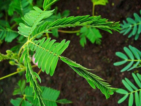 Mimosa pudica H. Zell via commons.wikimedia.org